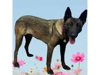 Adopt LUNA a Belgian Shepherd / Malinois