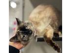 Adopt TORTELLINI a Domestic Short Hair