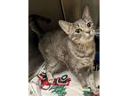 Adopt Samara a Domestic Short Hair