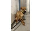 Adopt LUNA a Shar-Pei, Mixed Breed