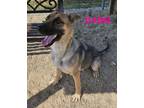 Adopt CAMI a German Shepherd Dog