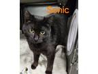 Adopt SONIC a Domestic Short Hair