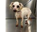 Adopt 18667 a Poodle