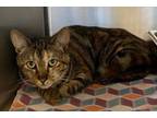 Adopt 18648-Tilly-Petsense a Domestic Short Hair