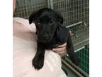 Adopt Bloom a Labrador Retriever