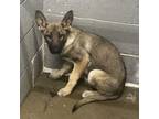 Adopt Nana a German Shepherd Dog