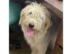 Adopt Chevie a Poodle