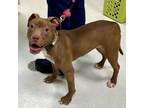 Adopt Harlem a Pit Bull Terrier, Labrador Retriever