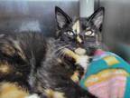 Adopt Medium a Domestic Short Hair