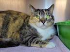 Adopt Dumpling a Domestic Short Hair