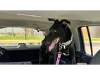 Adopt Becky a Greyhound