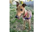 Adopt Copper a Greyhound