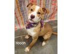 Adopt Hooch a Pit Bull Terrier