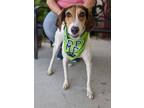 Adopt Natasha a Treeing Walker Coonhound, Mixed Breed