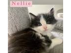 Adopt Nellie (Henrietta Salt litter - wider white face) a Domestic Medium Hair