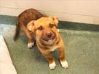 Adopt AMELIE a Mixed Breed
