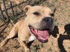 Adopt IZABELLA a Mixed Breed