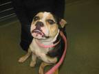 Adopt DIAMOND a Mixed Breed