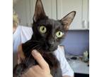 Adopt SHE-RA a Domestic Short Hair