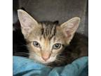 Adopt Itsy a Domestic Short Hair