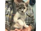 Adopt Maleficent a Domestic Short Hair