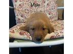 Golden Retriever Puppy for sale in Riverside, CA, USA