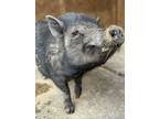 Adopt Shelby a Pig