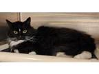 Adopt Spunk a Domestic Medium Hair