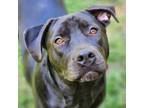 Adopt Moon a Black Labrador Retriever