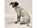 Adopt Shiva a Whippet, Dalmatian