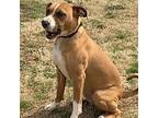 Adopt Rosie a Boxer, Mixed Breed