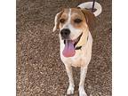 Adopt Daisy a Pointer, Labrador Retriever