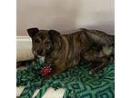 Adopt Missy a Mountain Cur, Mixed Breed