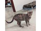 Adopt Missy a Domestic Short Hair