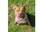 Adopt Maple a American Staffordshire Terrier