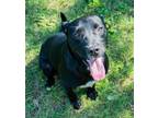 Adopt Liz a Black Labrador Retriever