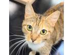 Adopt Tiger Lily a Domestic Medium Hair