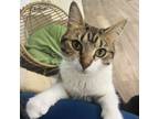 Adopt Miss Whiskers a Domestic Short Hair