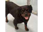 Adopt Charla a Rottweiler