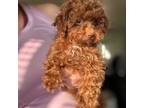 Micro goldendoodle 10-15ib