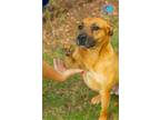 Adopt SWIFT a Black Mouth Cur, Mixed Breed