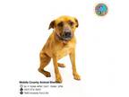 Adopt SWIFT a Black Mouth Cur, Mixed Breed
