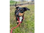 Adopt Sage a Toy Manchester Terrier