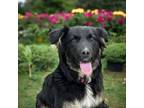 Adopt Prissy a Australian Shepherd, Shepherd