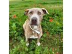 Adopt Nilly a Pit Bull Terrier
