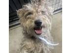 Adopt Winn Dixie a Terrier