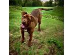 Adopt Valerie a Australian Kelpie, Pit Bull Terrier