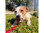 Adopt Buttercup a Pit Bull Terrier