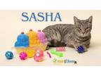 Adopt Sasha a Domestic Short Hair