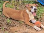 Adopt Sarah a Hound, Mixed Breed